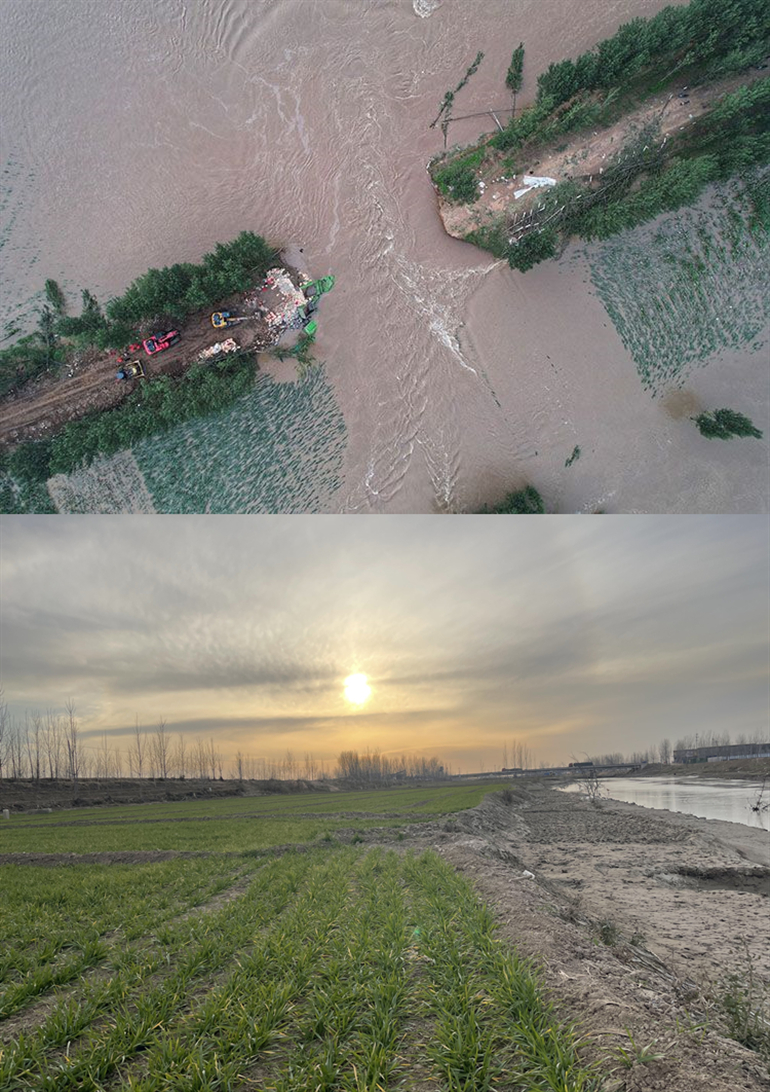 ▲曾经在决堤口被大水吞噬的玉米地（上），如今已被新播种的冬小麦覆盖。新京报记者 王飞 王瑞文 摄