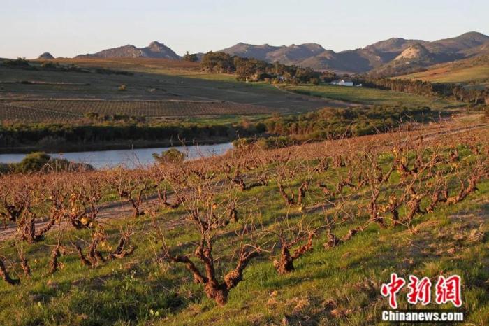 位于南非开普敦的葡萄酒种植园。中新社记者 王曦 摄