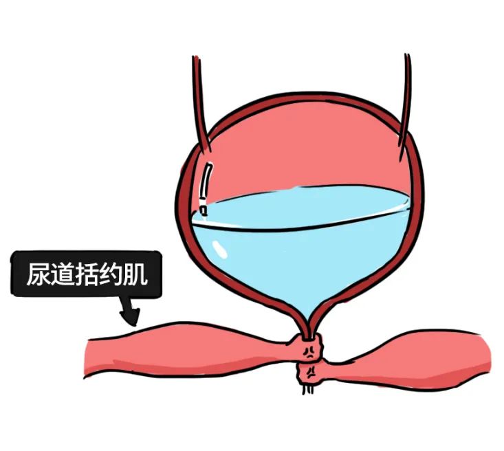 的出口:尿道膀胱的下方不停蓄积尿液就像个有弹性的大水袋膀胱往下走