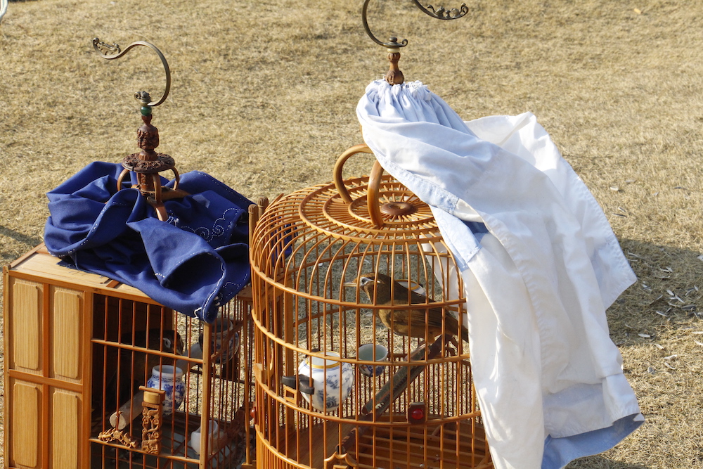 鸟笼里的画眉鸟&nbsp; &nbsp; &nbsp;&nbsp;市民王女士 图