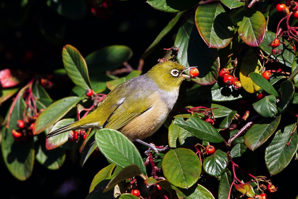 市民在公园发现画眉鸟交易报警养画眉可犯法
