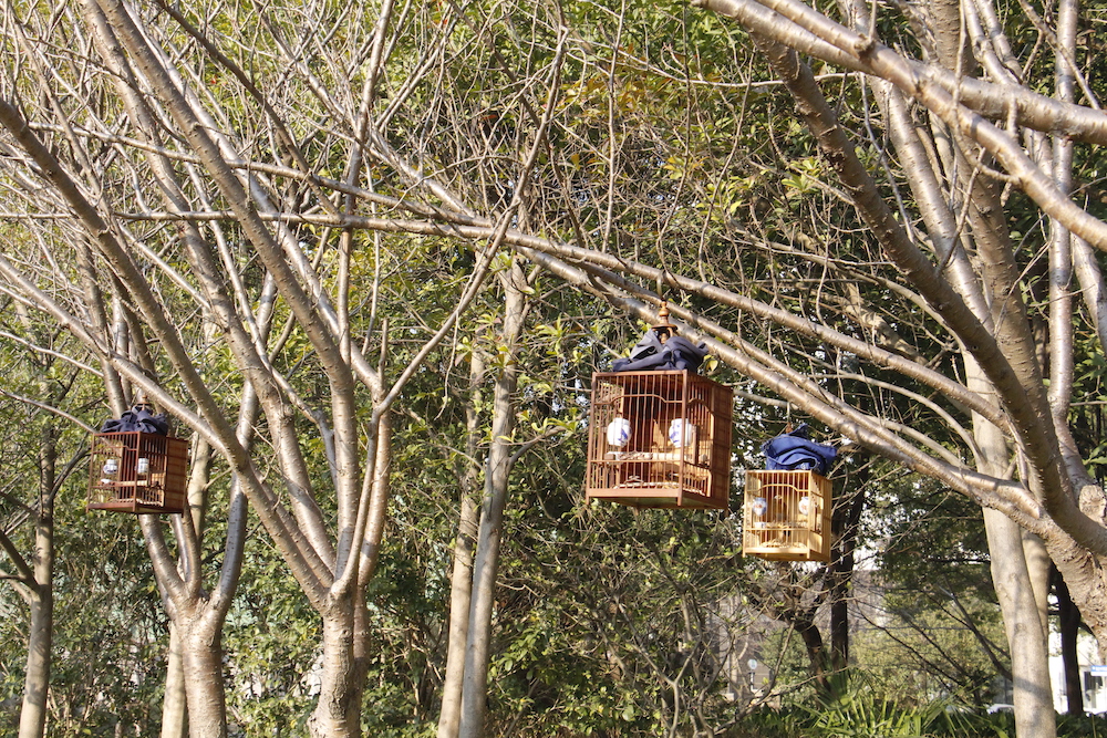 树上挂着许多一样的鸟笼，里面都是画眉鸟。   市民王女士 图