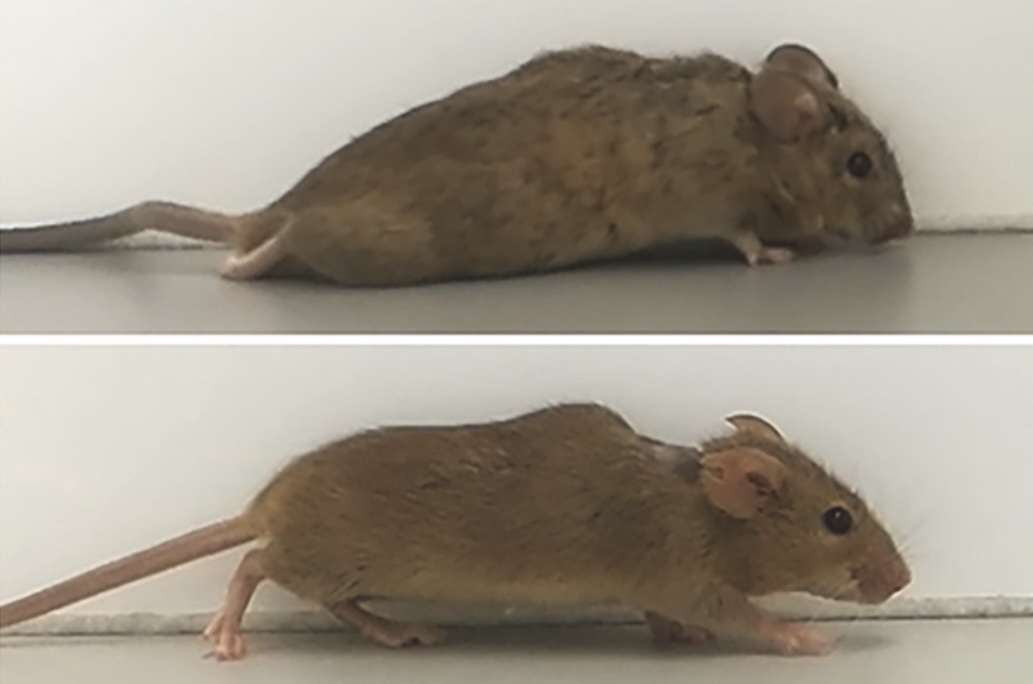 基因疗法使瘫痪小鼠再次行走 还有望让人类返老还童？