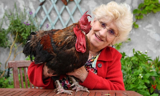 a complaint about the loud calls of the cockerel, who has died