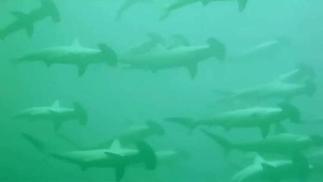 2200只锤头鲨从身旁游过！潜水员在澳大利亚海域拍到惊人画面休闲区蓝鸢梦想 - Www.slyday.coM