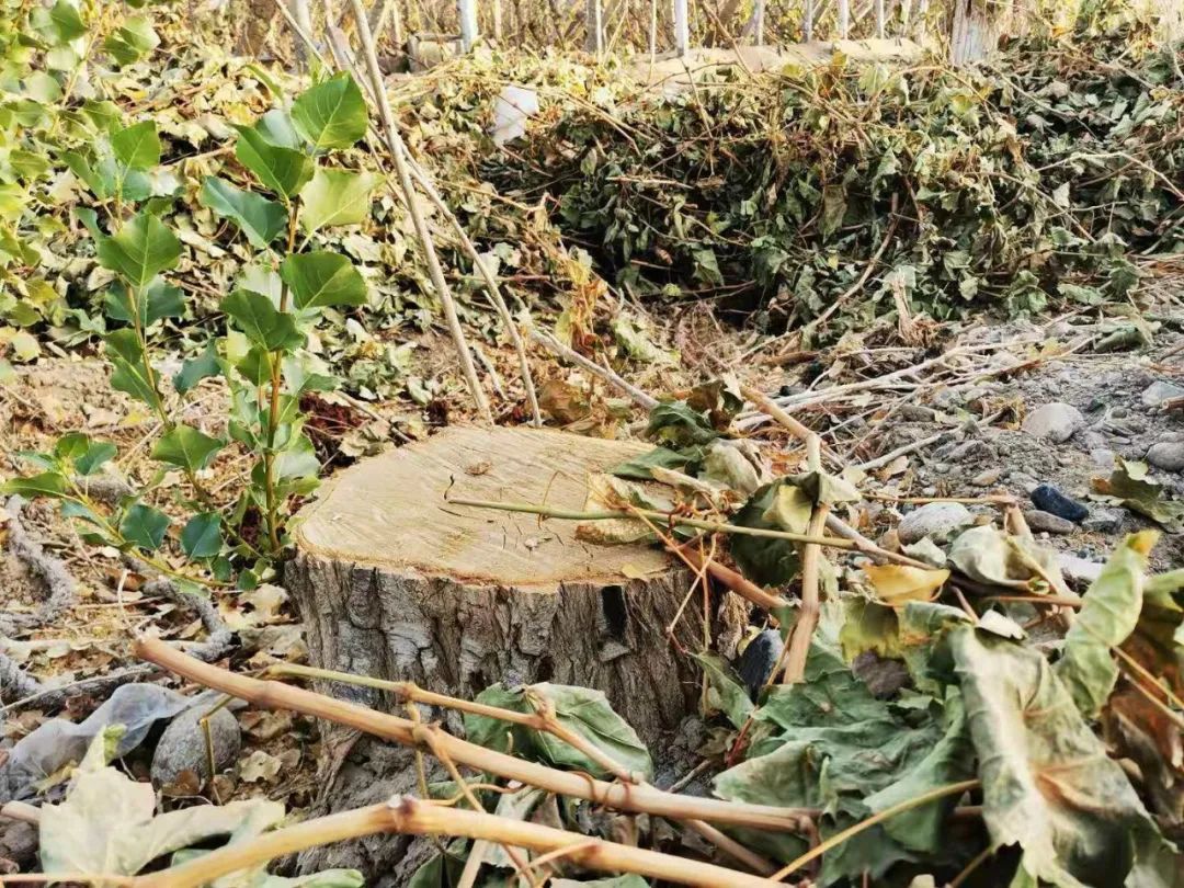 图为林场内一颗被砍伐后留下宛如碗口粗的树桩。（2020年10月24日，记者李金红摄）