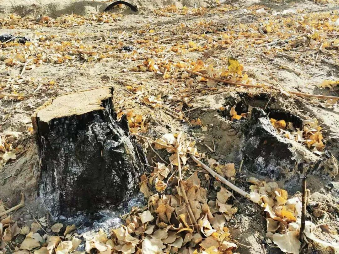 图为林场内一颗被烧焦后的树桩。（2020年10月24日，记者李金红摄）