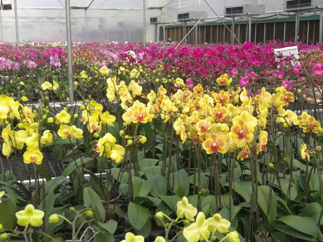 东莞晋雅兰花场(东莞南城绿色路