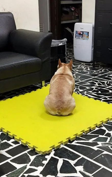 法斗散完步回家直接坐门口赌气不进来主人爆出原因后笑喷了