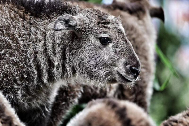 牛年将至,珍稀国宝金毛羚牛宝宝满月贺新春