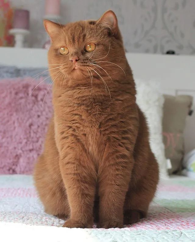 气质捏得死死的,巧克力色小猫咪好特别啊!