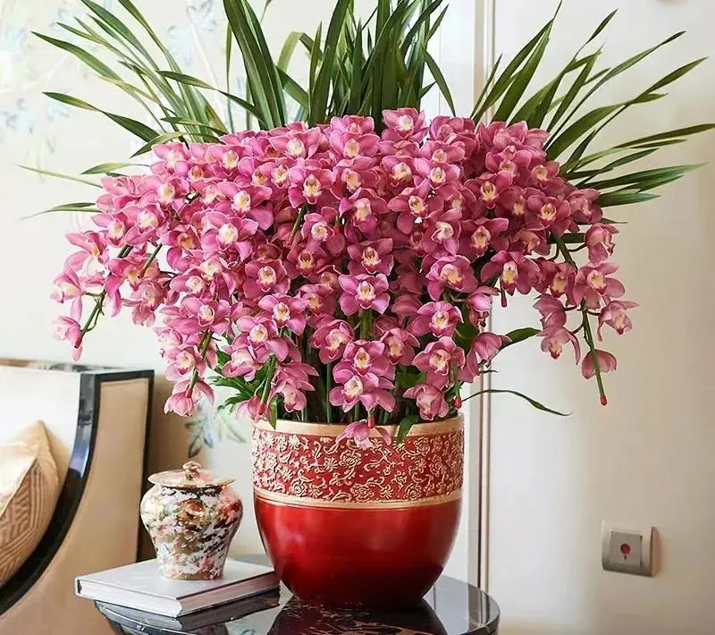 【探索】春节将至,你家的年宵花买好了吗?