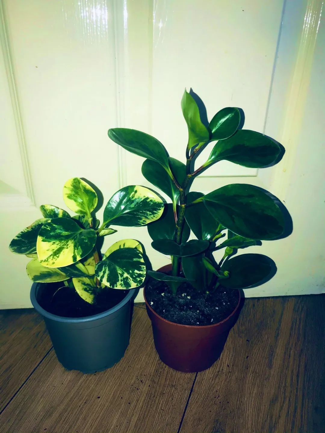 豆瓣绿|植物|圆叶椒草_新浪新闻