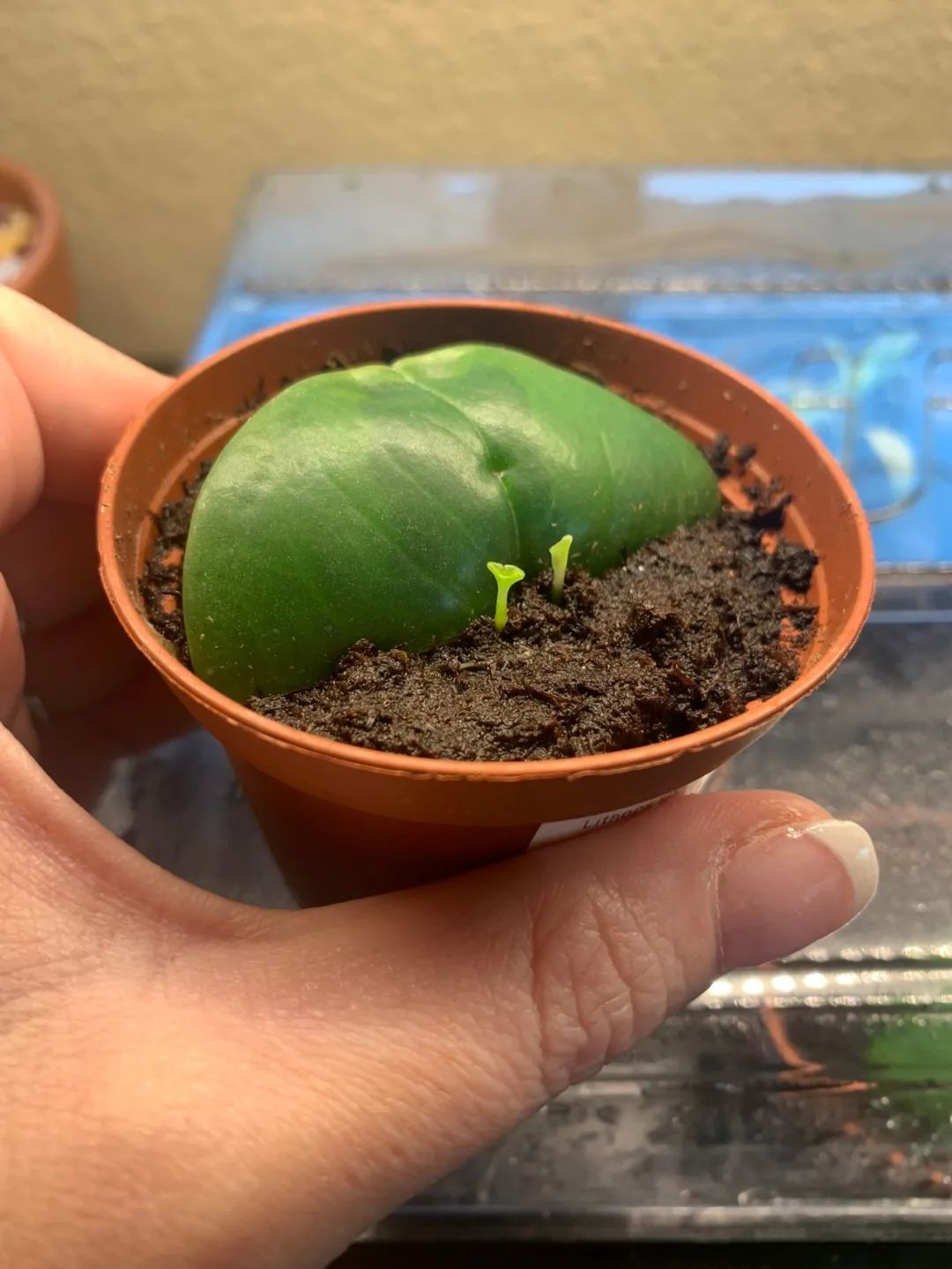 豆瓣绿|植物|圆叶椒草_新浪新闻