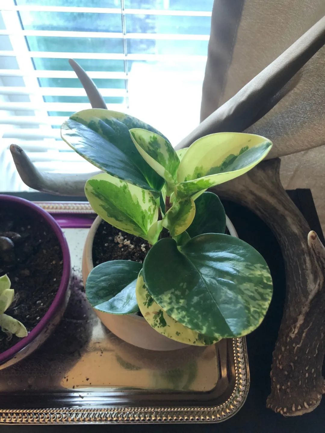 豆瓣绿|植物|圆叶椒草_新浪新闻