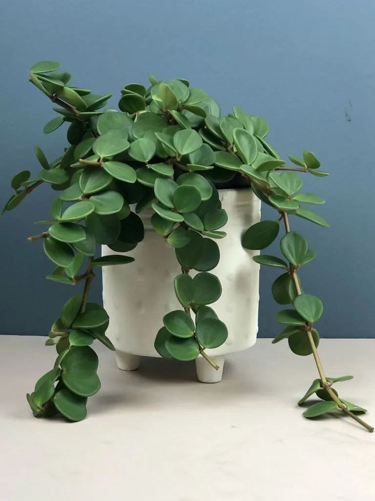 豆瓣绿|植物|圆叶椒草_新浪新闻