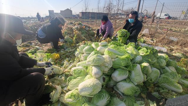菏泽：第二批6万斤蔬菜30日上午装车，将再次发往西安休闲区蓝鸢梦想 - Www.slyday.coM
