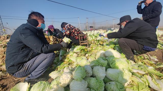 菏泽：第二批6万斤蔬菜30日上午装车，将再次发往西安休闲区蓝鸢梦想 - Www.slyday.coM