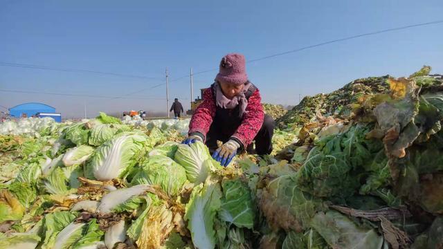 菏泽：第二批6万斤蔬菜30日上午装车，将再次发往西安休闲区蓝鸢梦想 - Www.slyday.coM