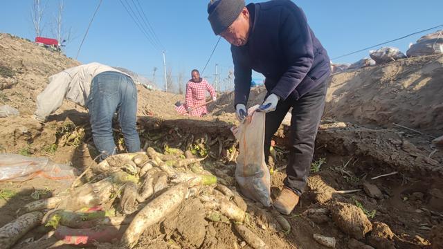 菏泽：第二批6万斤蔬菜30日上午装车，将再次发往西安休闲区蓝鸢梦想 - Www.slyday.coM