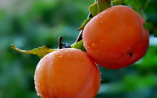 明天跨年夜,爷爷说家里要有的3种发财果,寓意事事顺心吉星高照休闲区蓝鸢梦想 - Www.slyday.coM 明天跨年夜,爷爷说家里要有的3种发财果,寓意事事顺心吉星高照休闲区蓝鸢梦想 - Www.slyday.coM