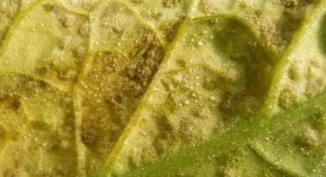 怎样识别茶黄螨?受害蔬菜有哪些不正常表现?如何防治?