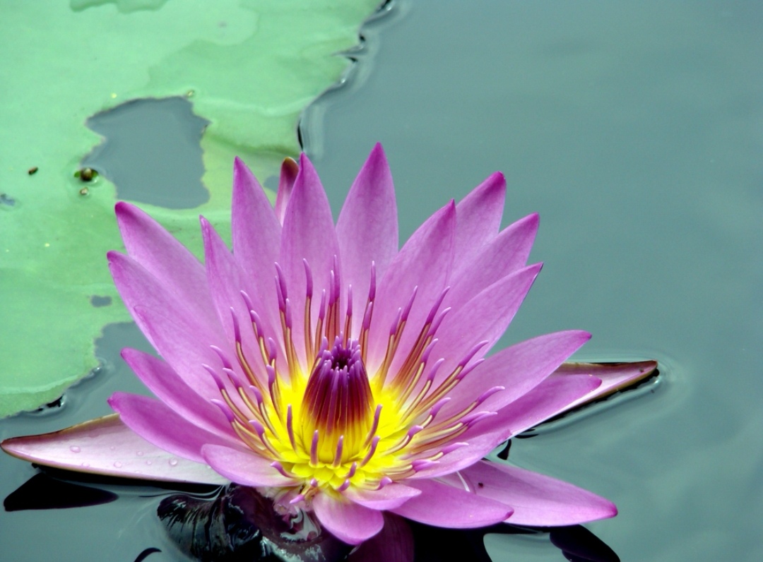 出水芙蓉花之神者