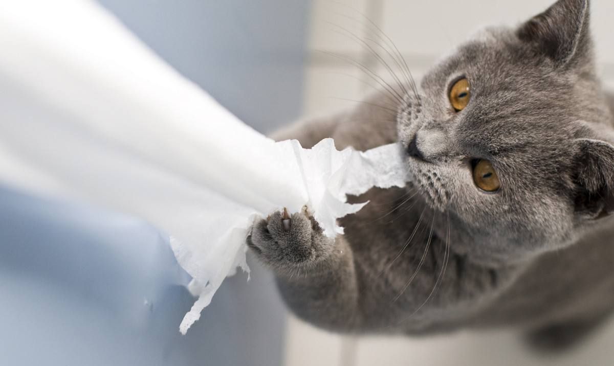 家里的卫生纸，被猫咪撕成“碎花裙”休闲区蓝鸢梦想 - Www.slyday.coM