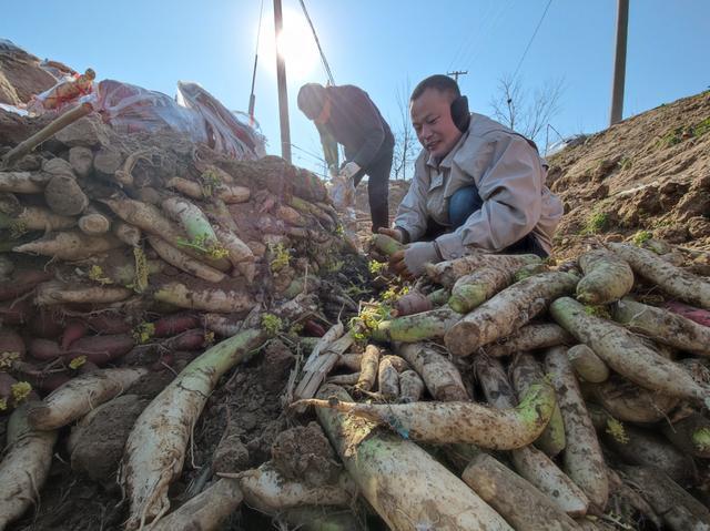菏泽：第二批6万斤蔬菜30日上午装车，将再次发往西安休闲区蓝鸢梦想 - Www.slyday.coM