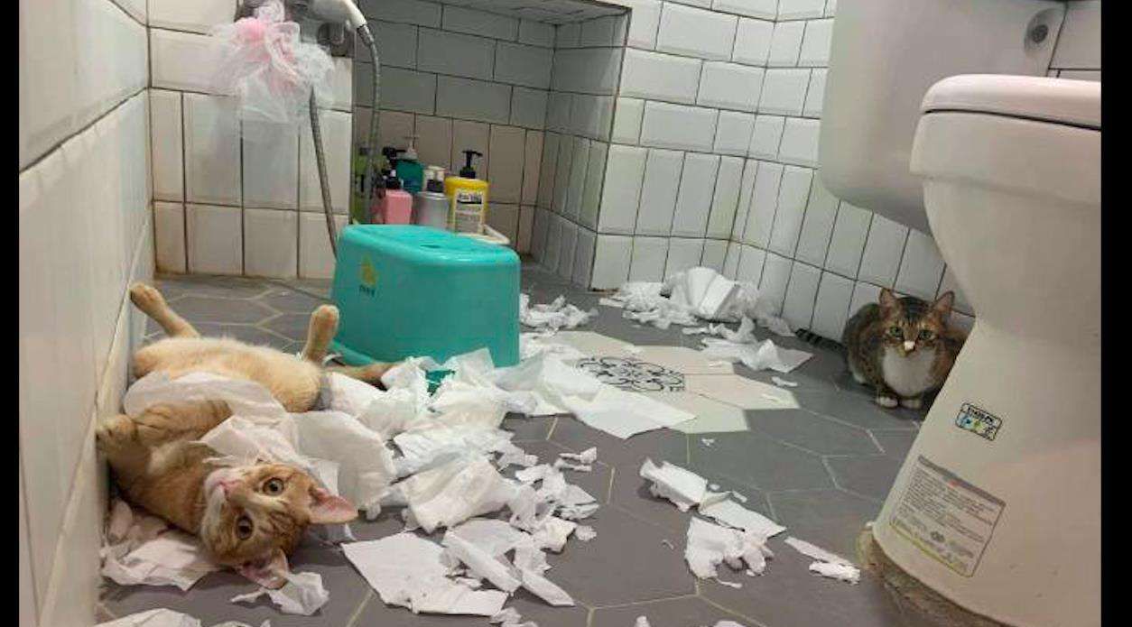 家里的卫生纸，被猫咪撕成“碎花裙”休闲区蓝鸢梦想 - Www.slyday.coM