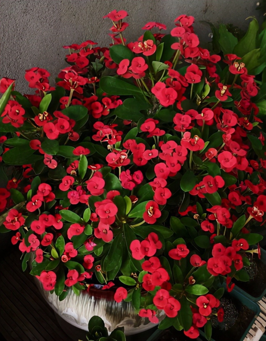 虎刺梅黄叶不开花做好这4点叶片油绿花开不停