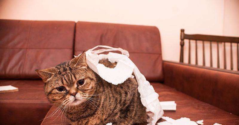 家里的卫生纸，被猫咪撕成“碎花裙”休闲区蓝鸢梦想 - Www.slyday.coM