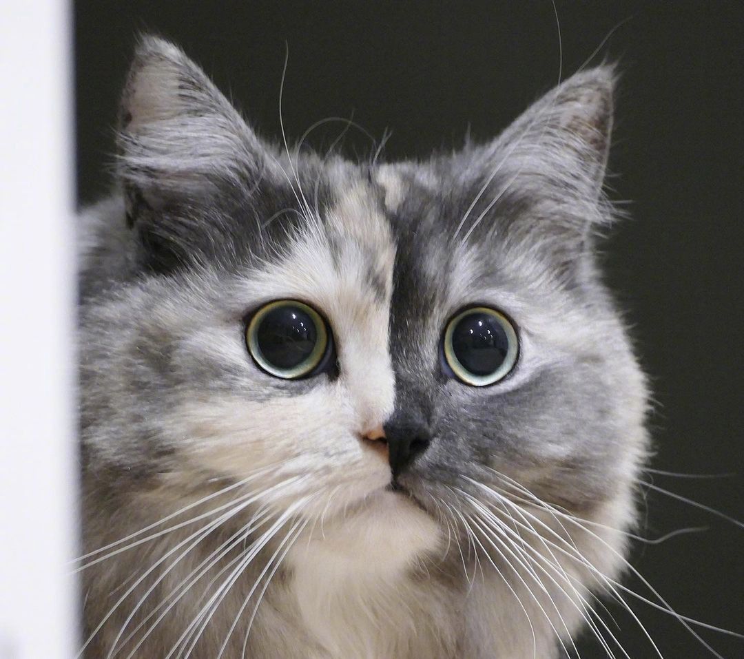 又发现一只美貌的双脸猫geri,这分界线也太清晰了