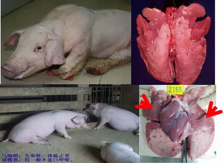 猪支原体肺炎的防控2猪群感染情况评价