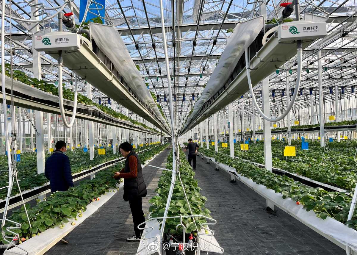 即日起至明年4月底宁波天宫庄园无土草莓开摘