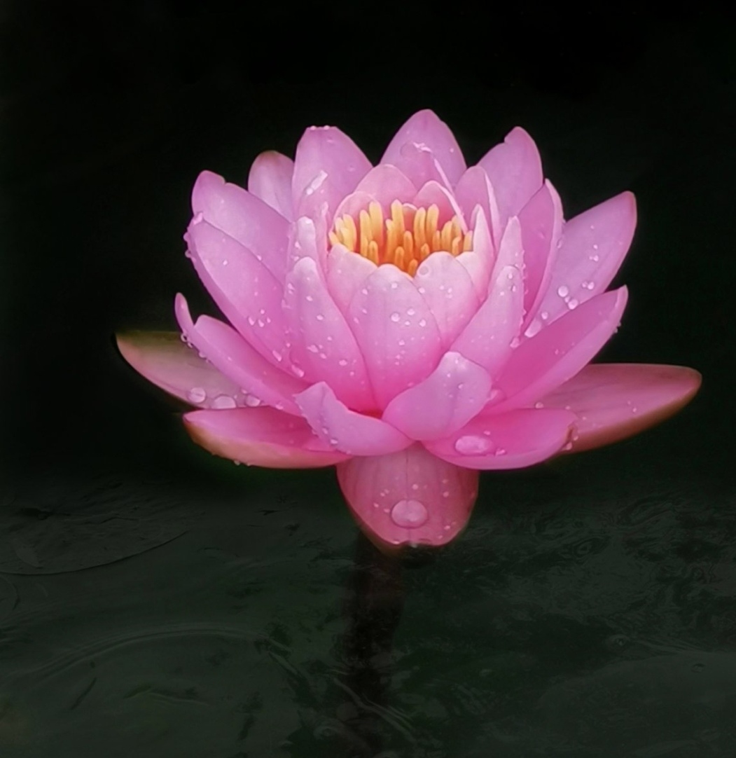 出水芙蓉花之神者