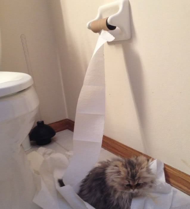 家里的卫生纸，被猫咪撕成“碎花裙”休闲区蓝鸢梦想 - Www.slyday.coM