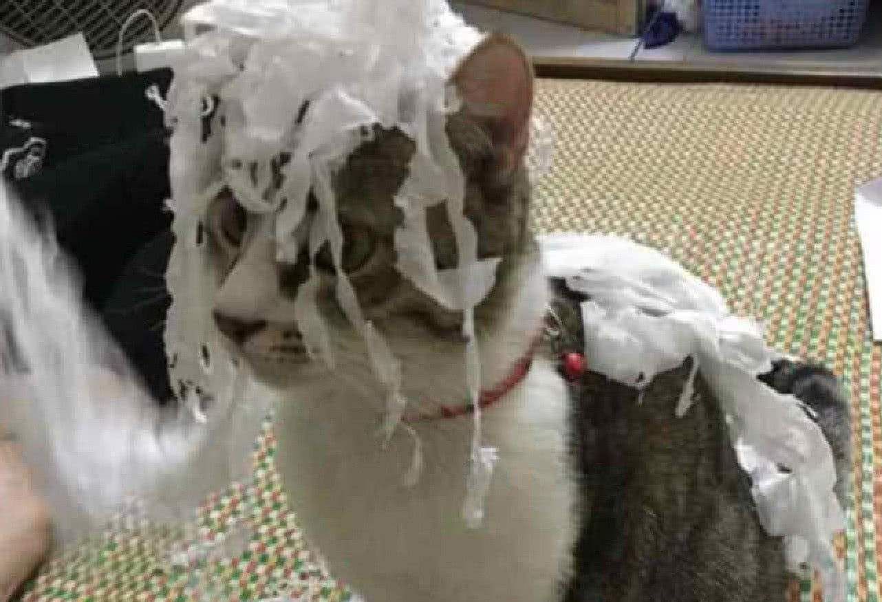 家里的卫生纸，被猫咪撕成“碎花裙”休闲区蓝鸢梦想 - Www.slyday.coM