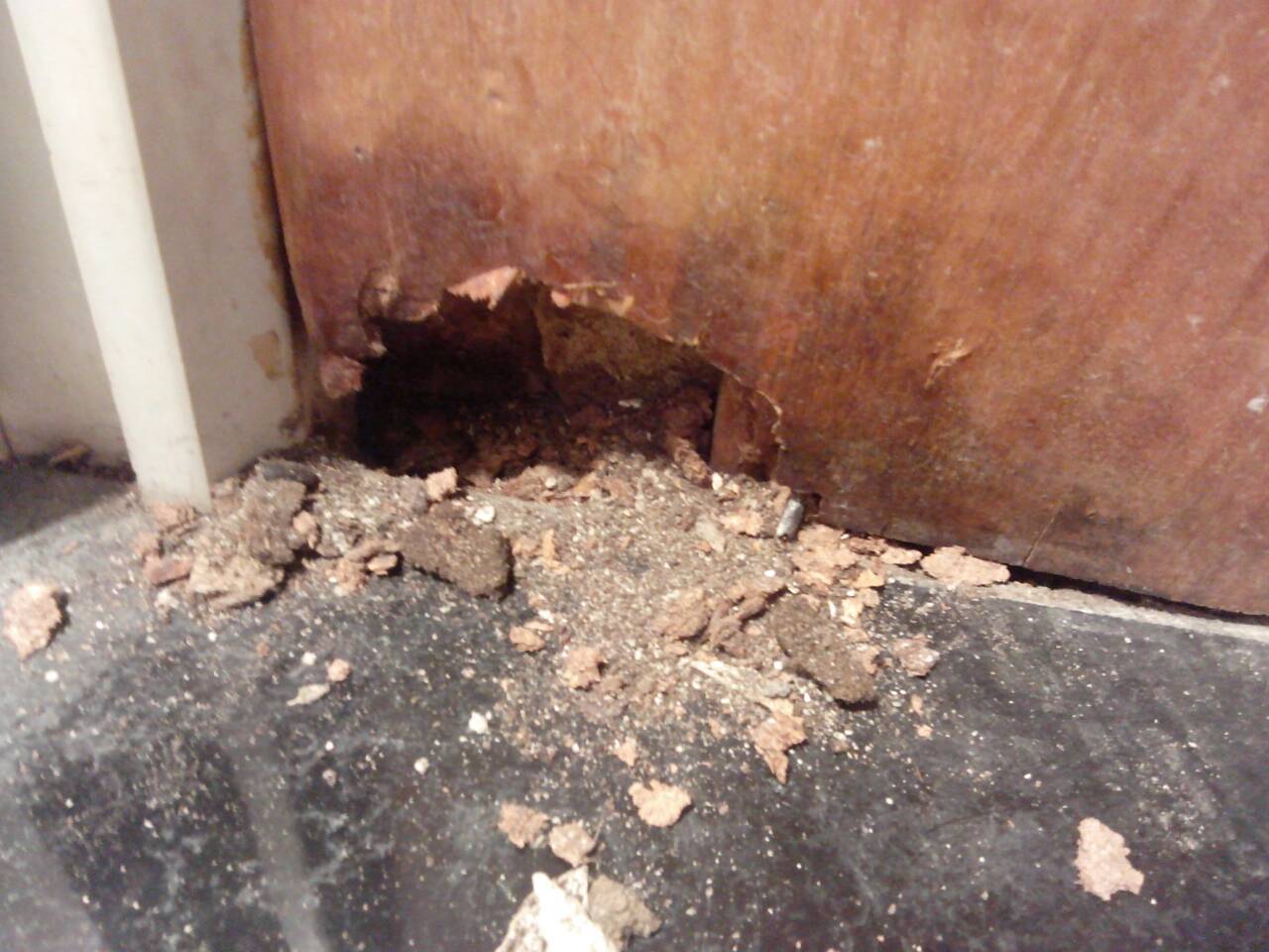 老鼠也会记仇吗