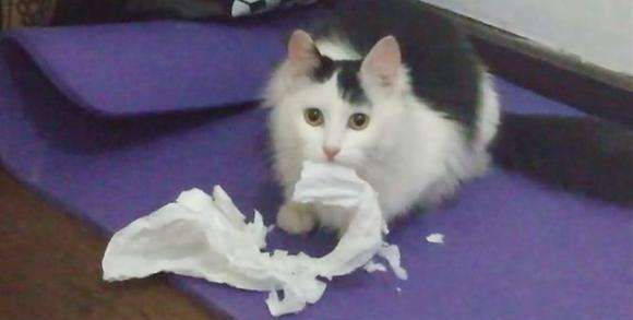 家里的卫生纸，被猫咪撕成“碎花裙”休闲区蓝鸢梦想 - Www.slyday.coM