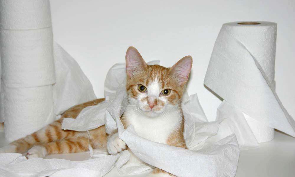 家里的卫生纸，被猫咪撕成“碎花裙”休闲区蓝鸢梦想 - Www.slyday.coM