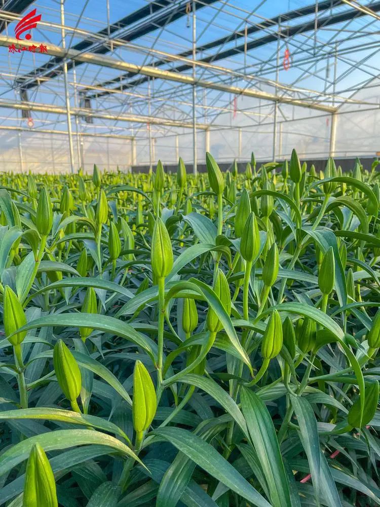 日前,记者来到了南海里水万顷洋百合花种植示范基地,这里30亩百合花正