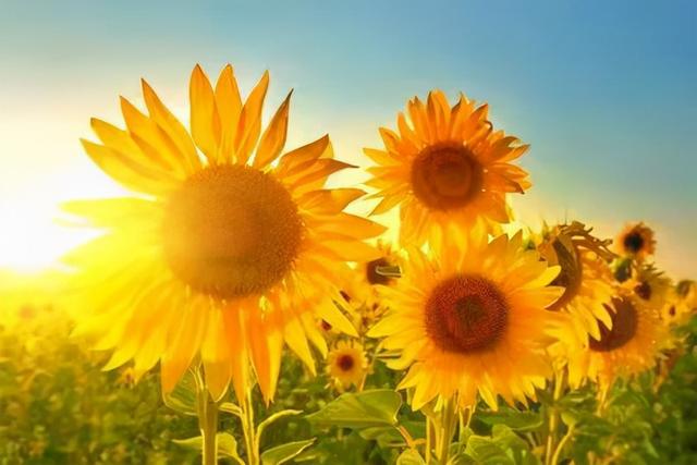 老了才知道，这辈子最重要的不是钱，不是情，而是这两个字休闲区蓝鸢梦想 - Www.slyday.coM