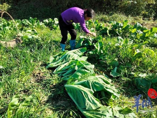 最佳赏味期来啦广州从化吕田大芥菜大量上市