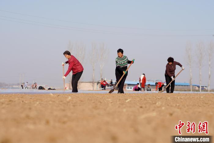 内丘县东阳村中药材种植基地，工人在给播种后的地面消毒。赵永生 摄