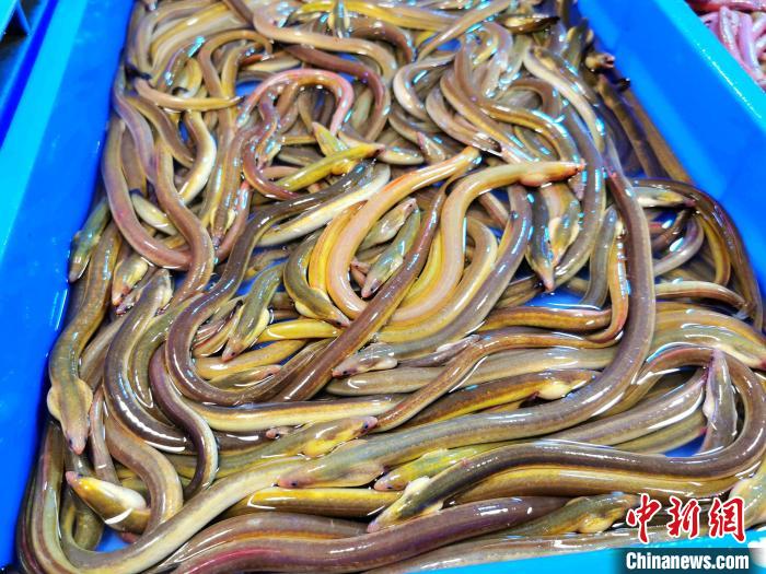 血鳝:广东侨乡台山人冬日"暖身"进补的优选