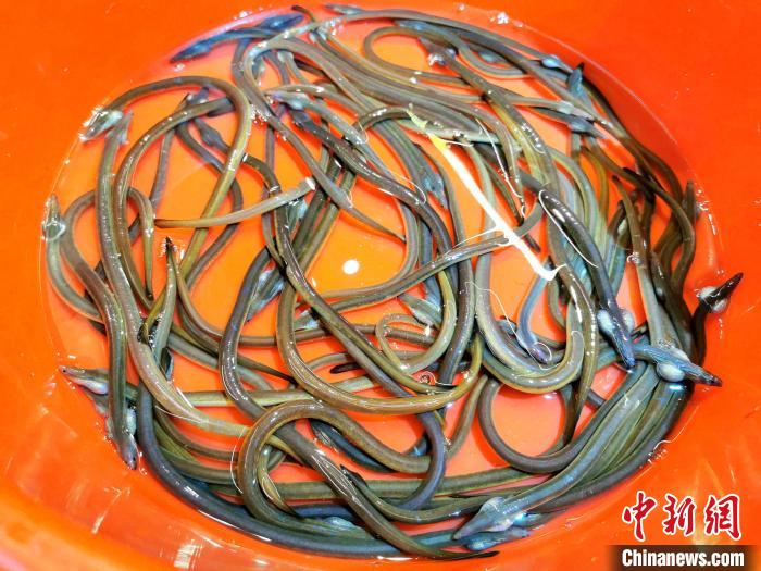 血鳝广东侨乡台山人冬日暖身进补的优选