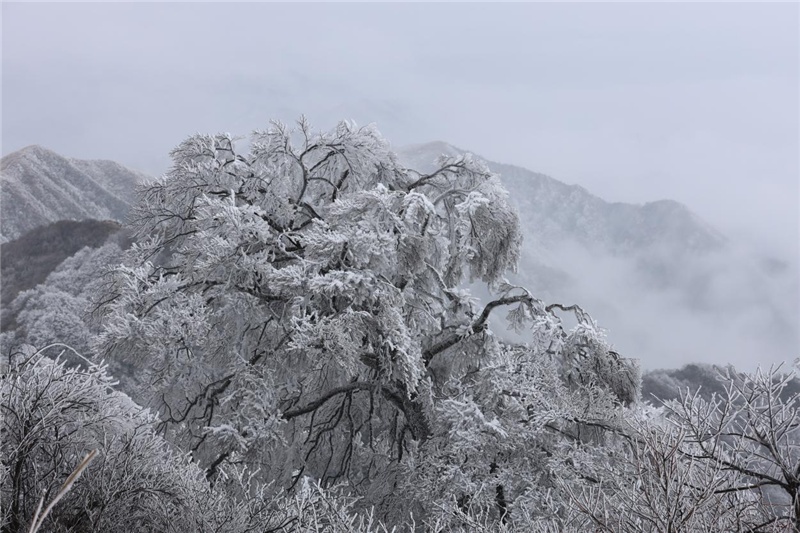 桂林尧山雾凇图片