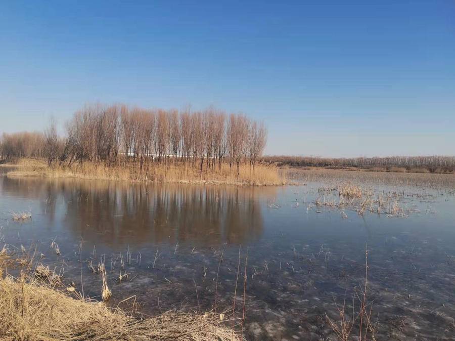 玉带湖上的黑天鹅和野鸭子