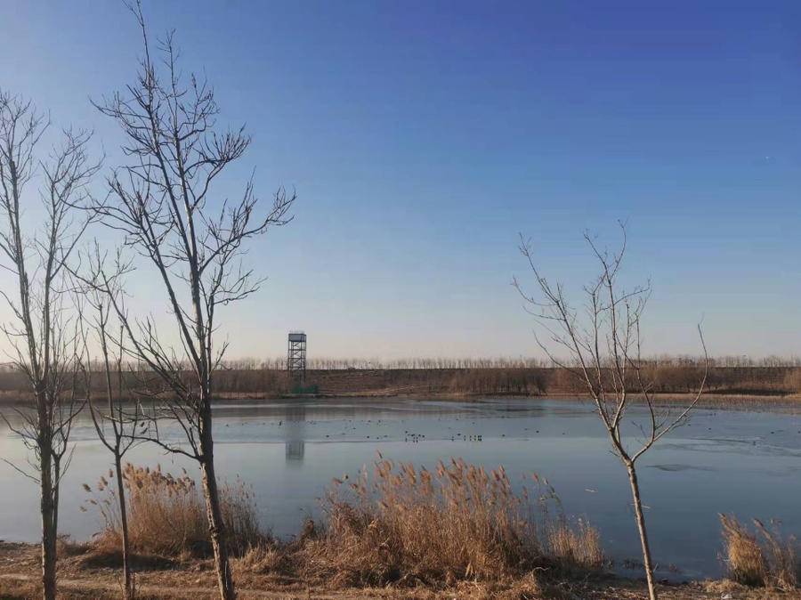 玉带湖上的黑天鹅和野鸭子